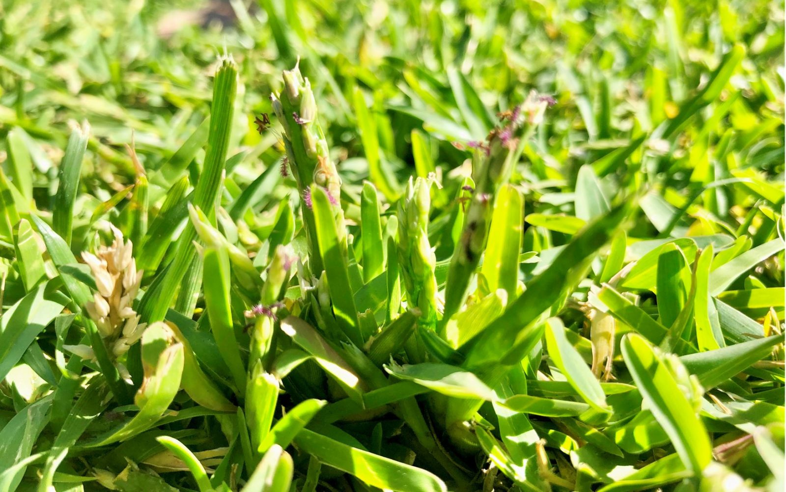 Paul Munns Blog Solve my Problem Category How to control seed